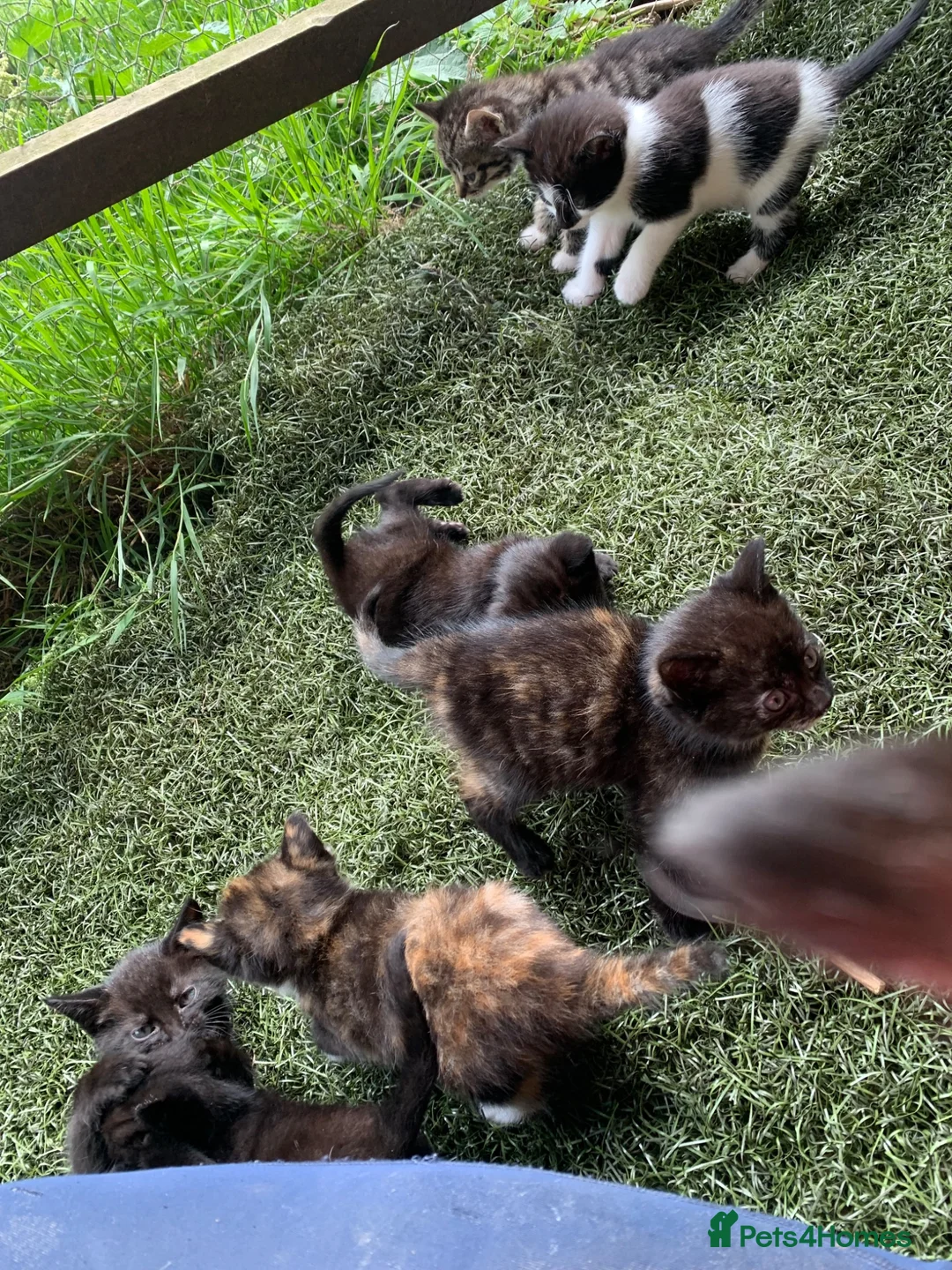 Domestic Shorthair cats for sale: Beautiful kittens looking for new homes - Advert 1