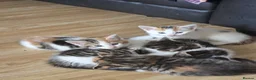 Domestic Shorthair cats for sale: Kittens looking for lovely new home. - Advert 17