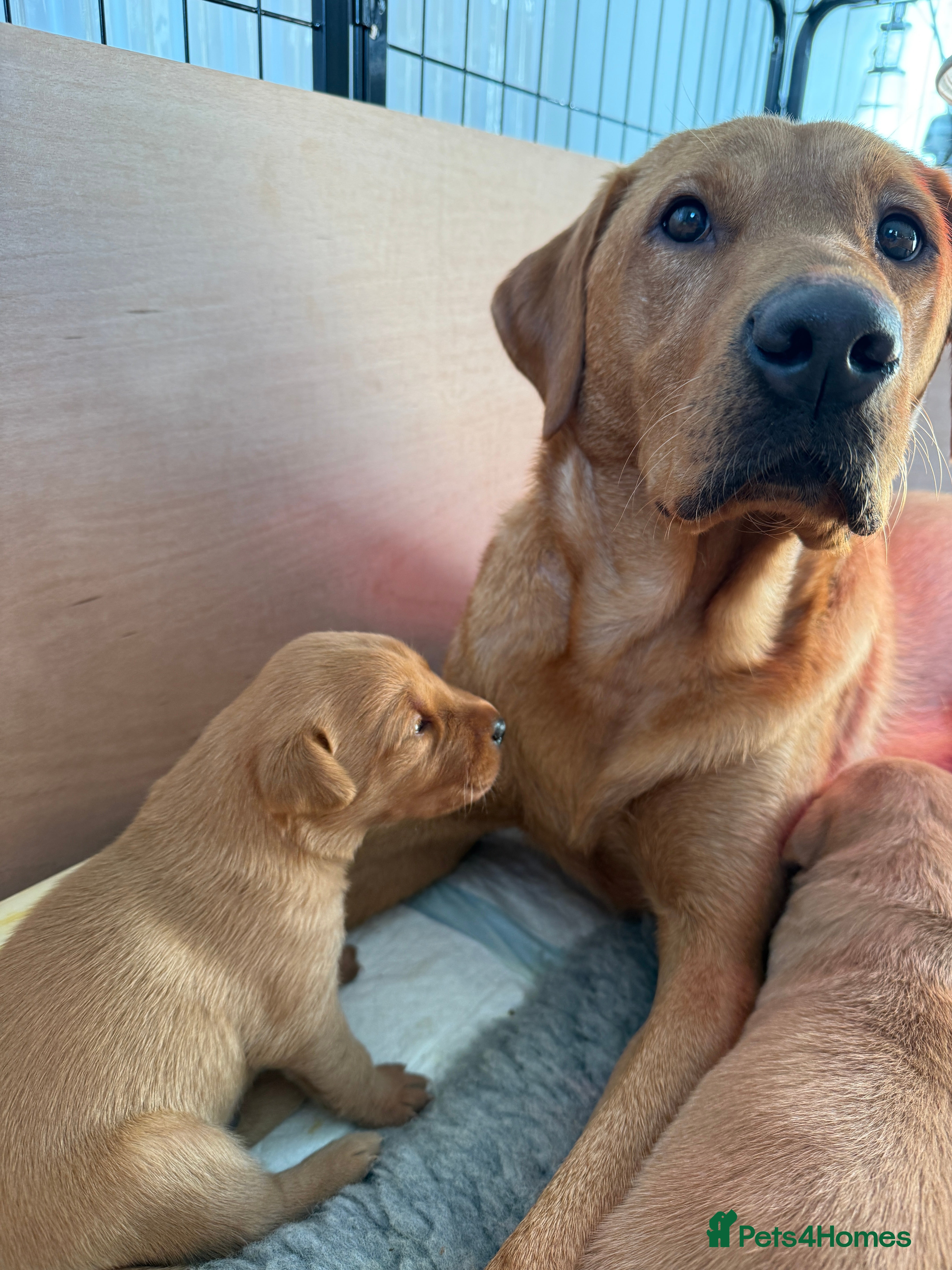 Labrador Retriever dogs Fox Red Labrador Pup's - 1 male left - Advert 8