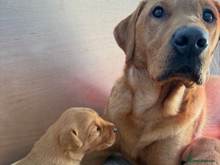 Labrador Retriever dogs Fox Red Labrador Pup's - 1 male left - Advert 8