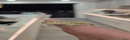 Bearded Dragon reptiles for sale: Friendly Bearded Dragon Babies - Advert 3
