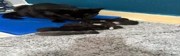 Domestic Shorthair cats for sale: 4 stunning babies  - Advert 8