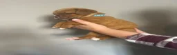 Dogue De Bordeaux dogs for sale: Dogue de Bordeaux pups🐶🐶 - Advert 23