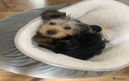 Yorkshire Terrier dogs for sale: Yorkshire Terrier puppy male - Image 2