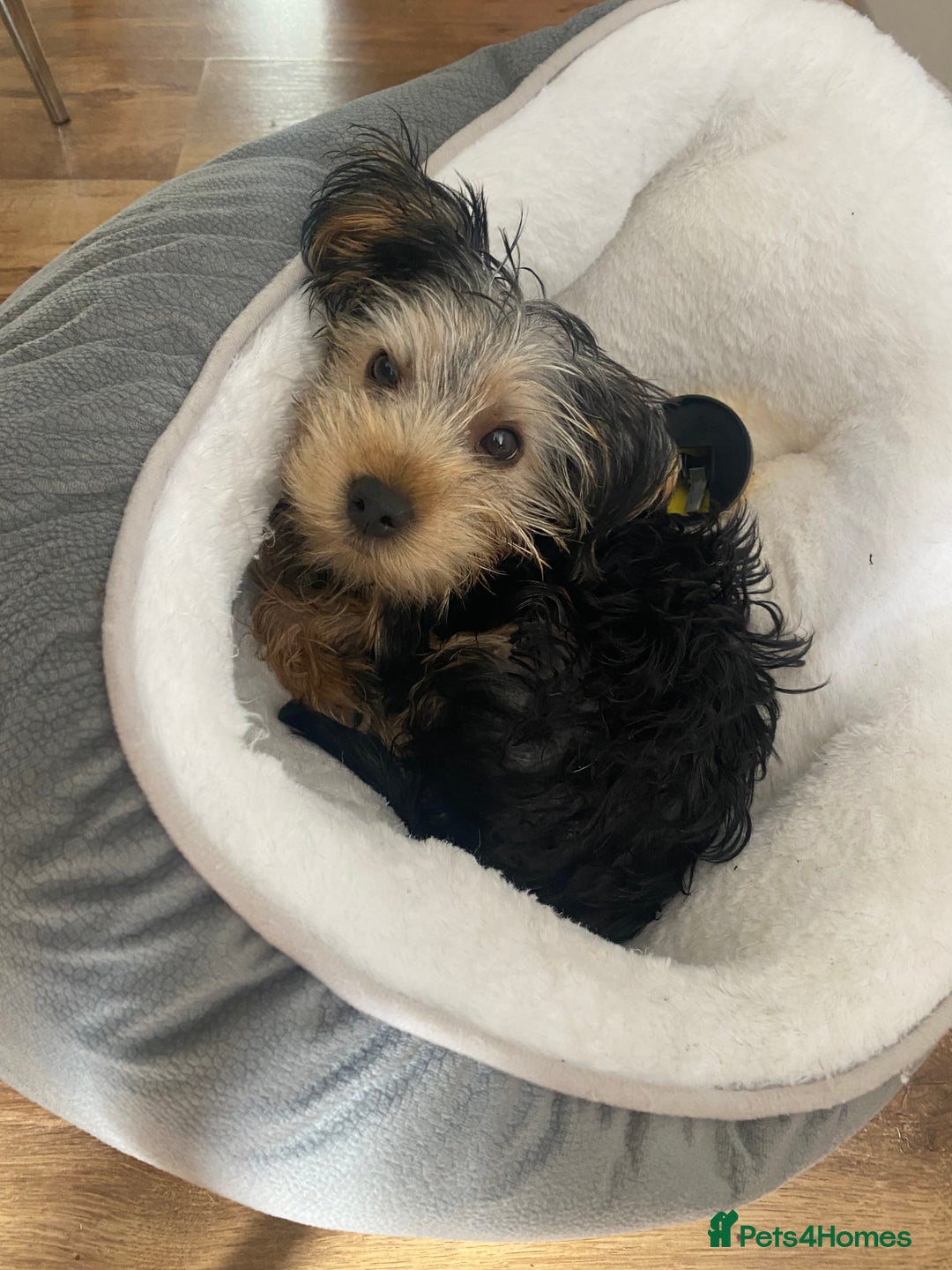 Yorkshire Terrier dogs for sale: Yorkshire Terrier puppy male - Image 2