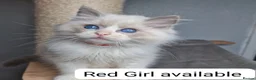 Ragdoll cats for sale: Blue BiColour Luxury Girls- READY to GP - Advert 9