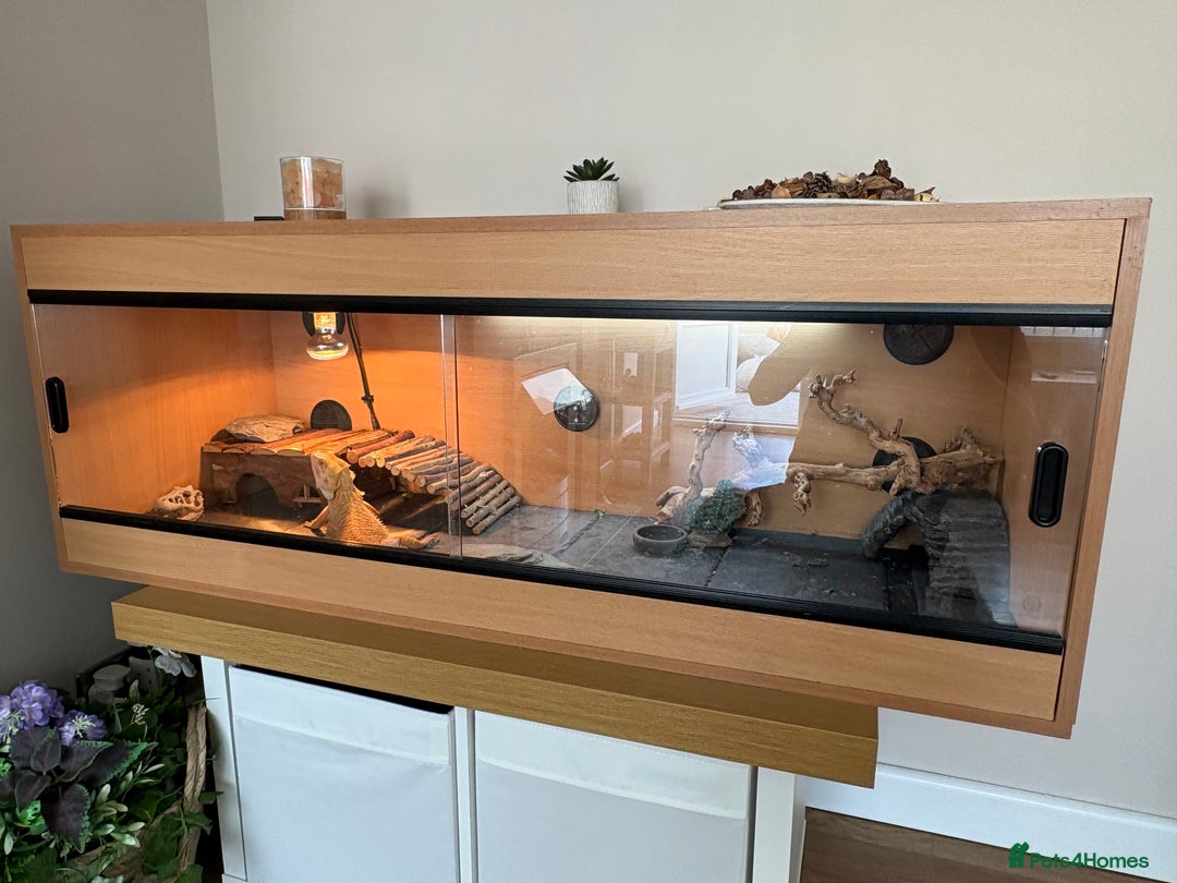 Bearded Dragon reptiles for sale: Breaded dragon (Hypomelanism trait) - Image 2