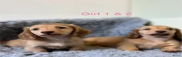Miniature Dachshund dogs for sale: 🐶 PRA KC reg Miniature Long Haired Dachshunds🐶 - Advert 2