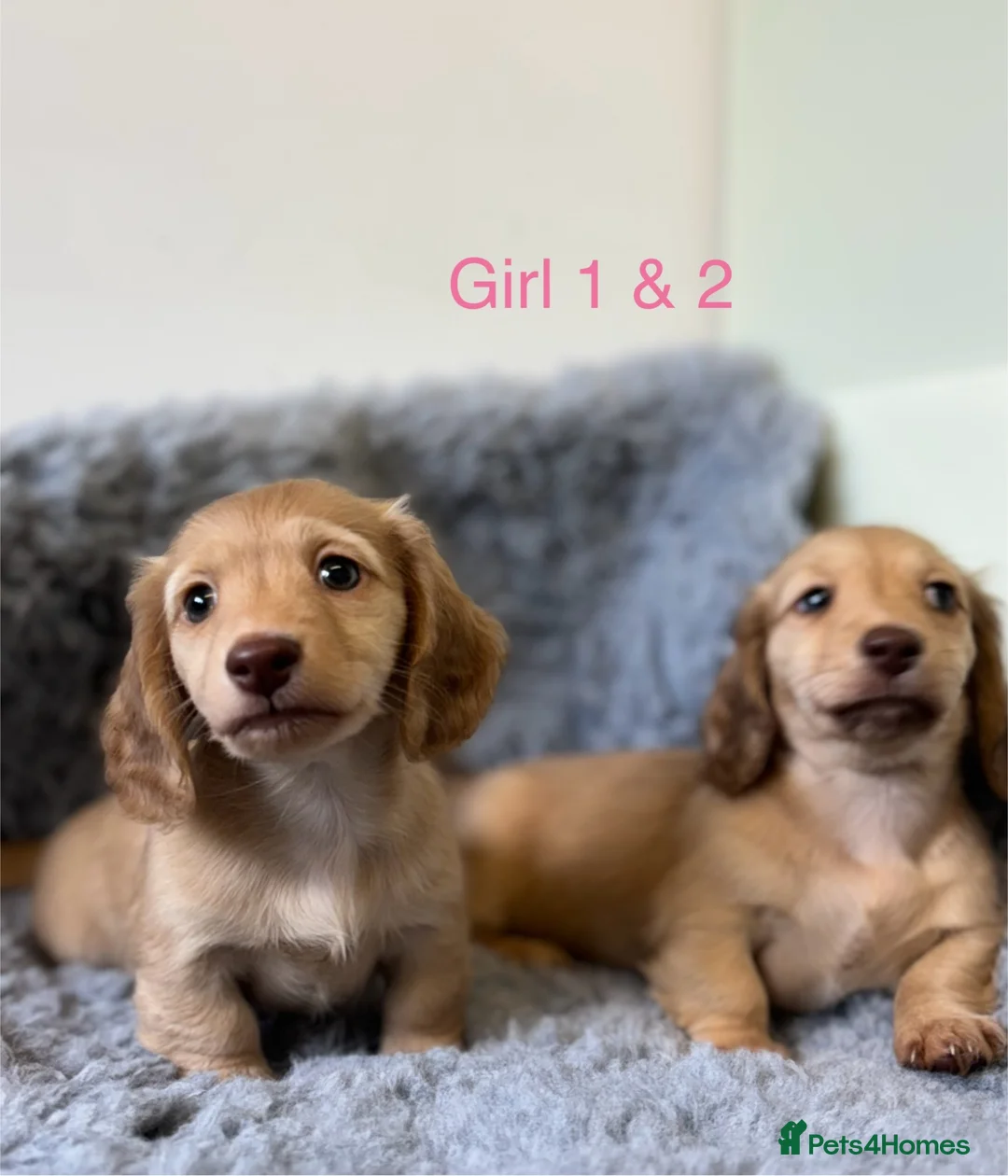 Miniature Dachshund dogs for sale: 🐶 PRA KC reg Miniature Long Haired Dachshunds🐶 - Advert 2