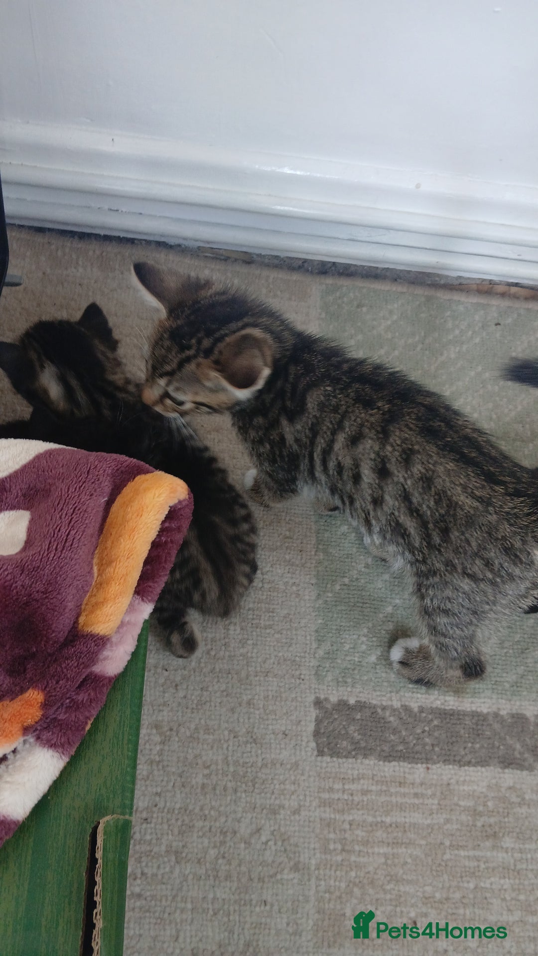 Mixed Breed cats for sale: Kittens for sale - Image 5