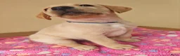 Labrador Retriever dogs for sale: Exceptional Home Raised Labrador Puppies in Nottingham - Advert 1