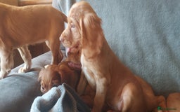 Cocker Spaniel dogs for sale: Beautiful health checked cocker spaniel puppies - Image 1