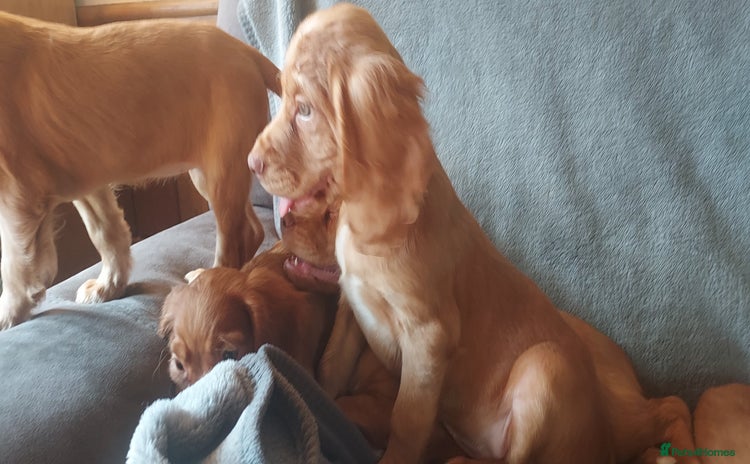 Cocker Spaniel dogs - Advert 1
