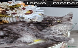 Maine Coon cats for sale: Smoke Russian Line Mainecoons - Image 6