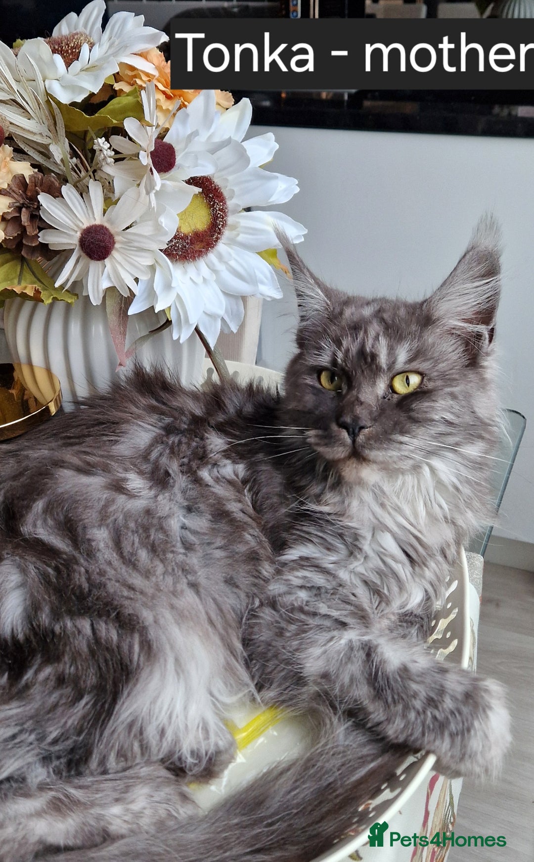 Maine Coon cats for sale: Smoke Russian Line Mainecoons - Image 6