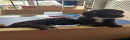 Cocker Spaniel dogs for sale: Cocker Spaniel Puppies in London - Advert 4