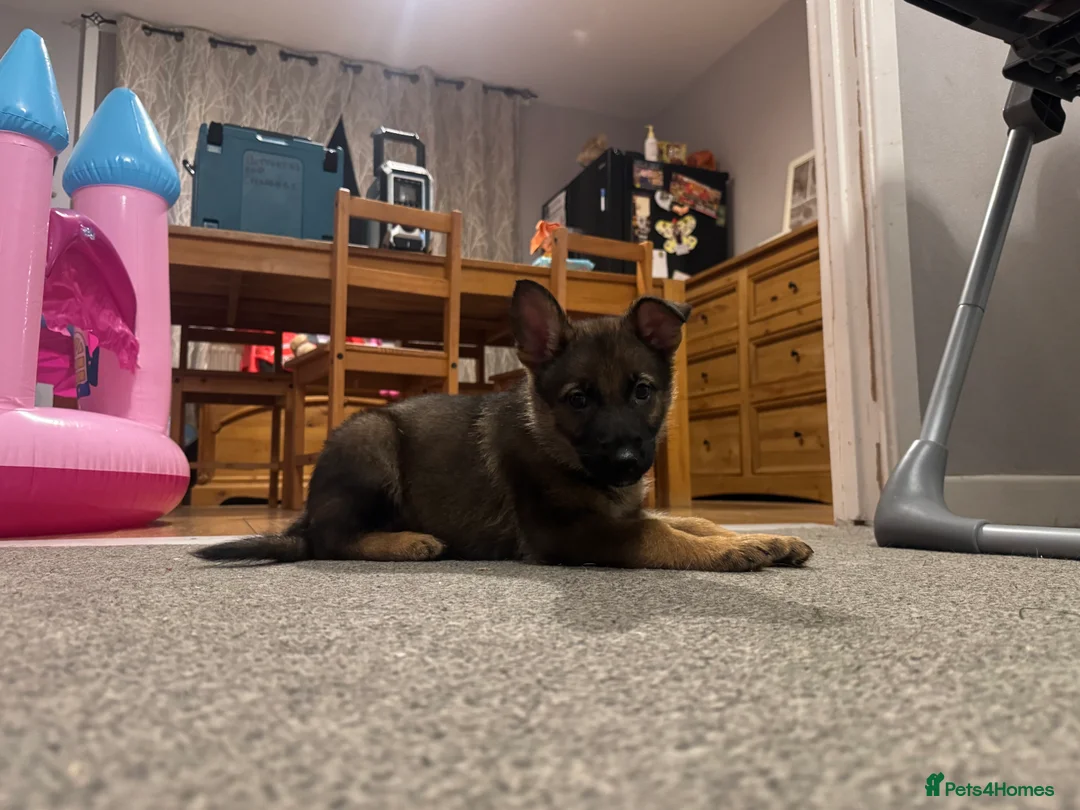 German Shepherd dogs for stud: Simba in Doncaster - Advert 26