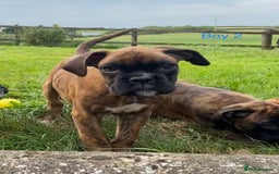 Boxer dogs for sale: KC Registered Boxer puppies  - Image 22