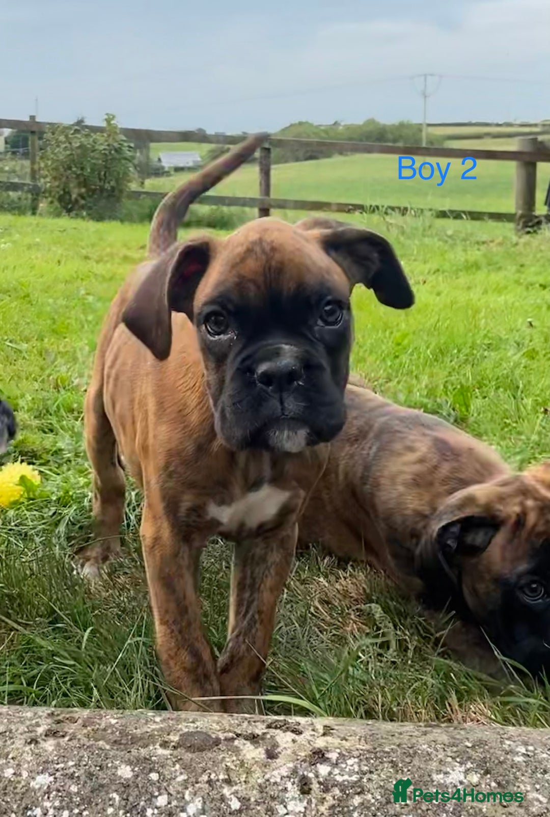 Boxer dogs for sale: KC Registered Boxer puppies  - Image 22