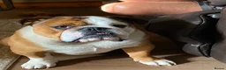English Bulldog dogs for stud: Full Breed Bulldog for stud - Advert 8