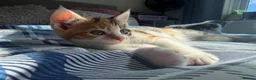 British Shorthair cats for sale: 5 Mixed british shorthair kitten litter  - Advert 13