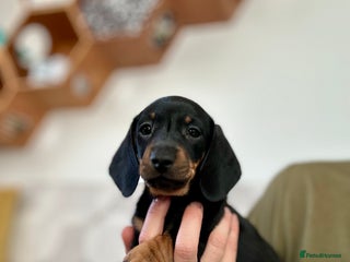 Miniature Dachshund dogs 🐾 Smooth Haired Dachshund Puppies 🐾 - Advert 3