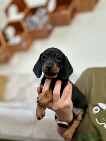 Miniature Dachshund dogs 🐾 Smooth Haired Dachshund Puppies 🐾 - Advert 4