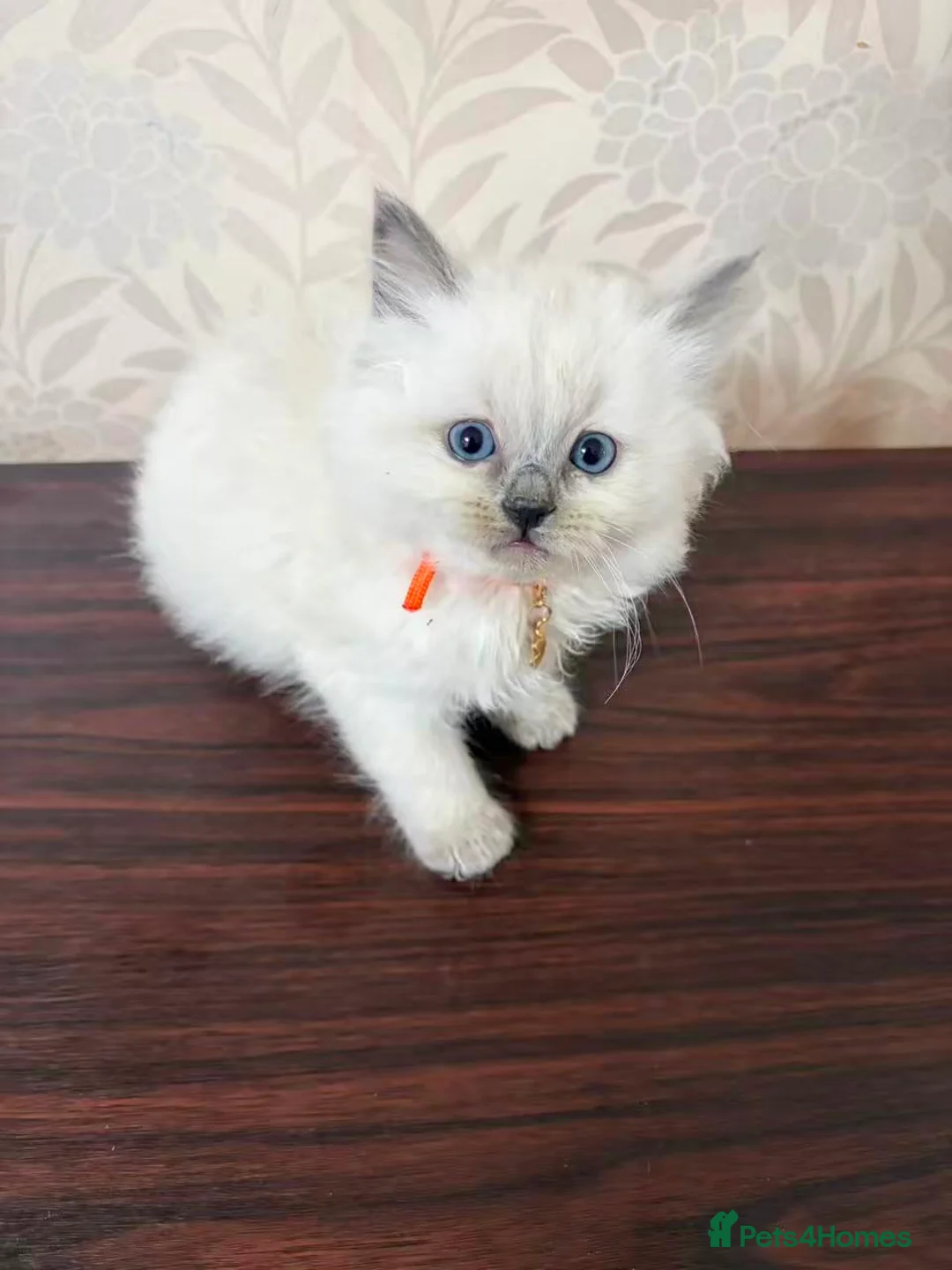 Ragdoll cats for sale: 6 beautiful Ragdoll cats for sale - Advert 2