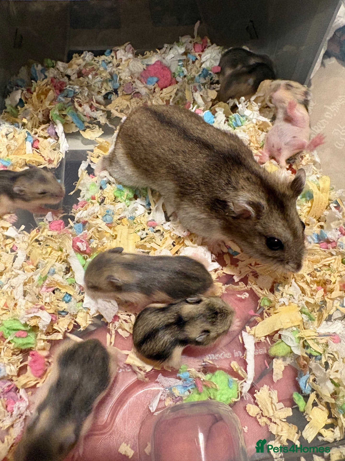 Hamster rodents Baby Russian Dwarf Hamsters - Advert 13