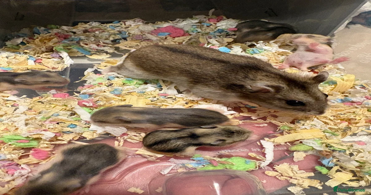 Hamster Rodents for sale in Boston, Lincolnshire | Pets4Homes