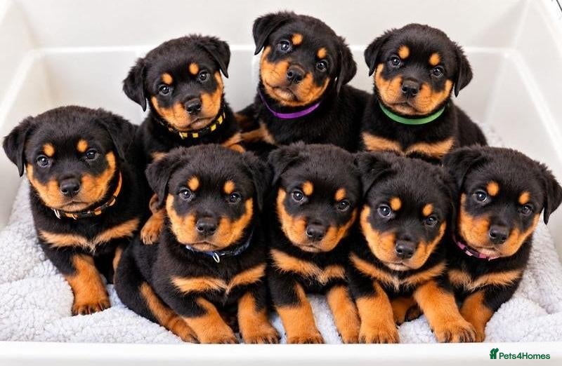 Rottweiler dogs 🫶🏻German🥹Favourable❤️‍🩹rotties for sweet homes - Advert 1