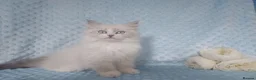 Siberian cats for sale: GCCF Registered Siberian Kitten For Sale  - Advert 19