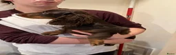Miniature Dachshund dogs for sale: kc mini dachshund pups READY NOW - Advert 11