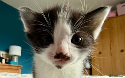 Mixed Breed cats for sale: Black and white male kitten - Advert 11