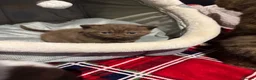 British Shorthair cats for sale: British shorthair kittens  - Advert 5