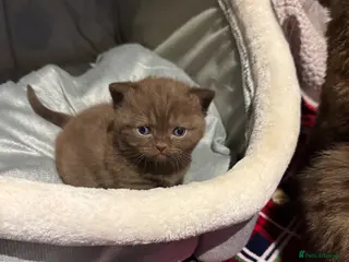British Shorthair cats British shorthair kittens - Advert 4