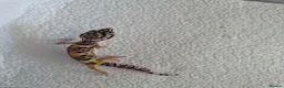 Leopard Gecko reptiles for sale: Leopard geckos available  - Advert 6