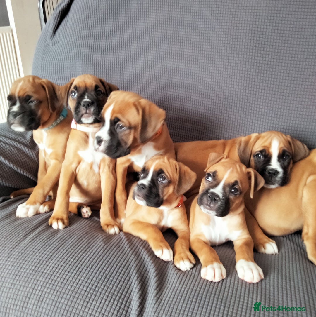 Boxer dogs for sale: Gorgeous Chunky Boxer Puppies  - Image 10