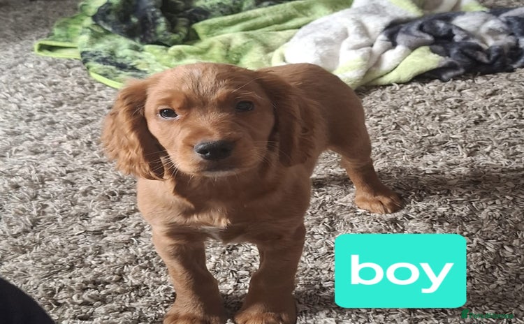 Cocker Spaniel dogs - Advert 16