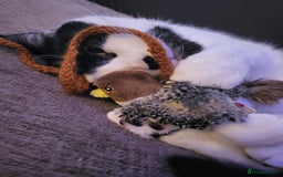 Domestic Shorthair cats for sale: Fluffy boy Oreo - Advert 9