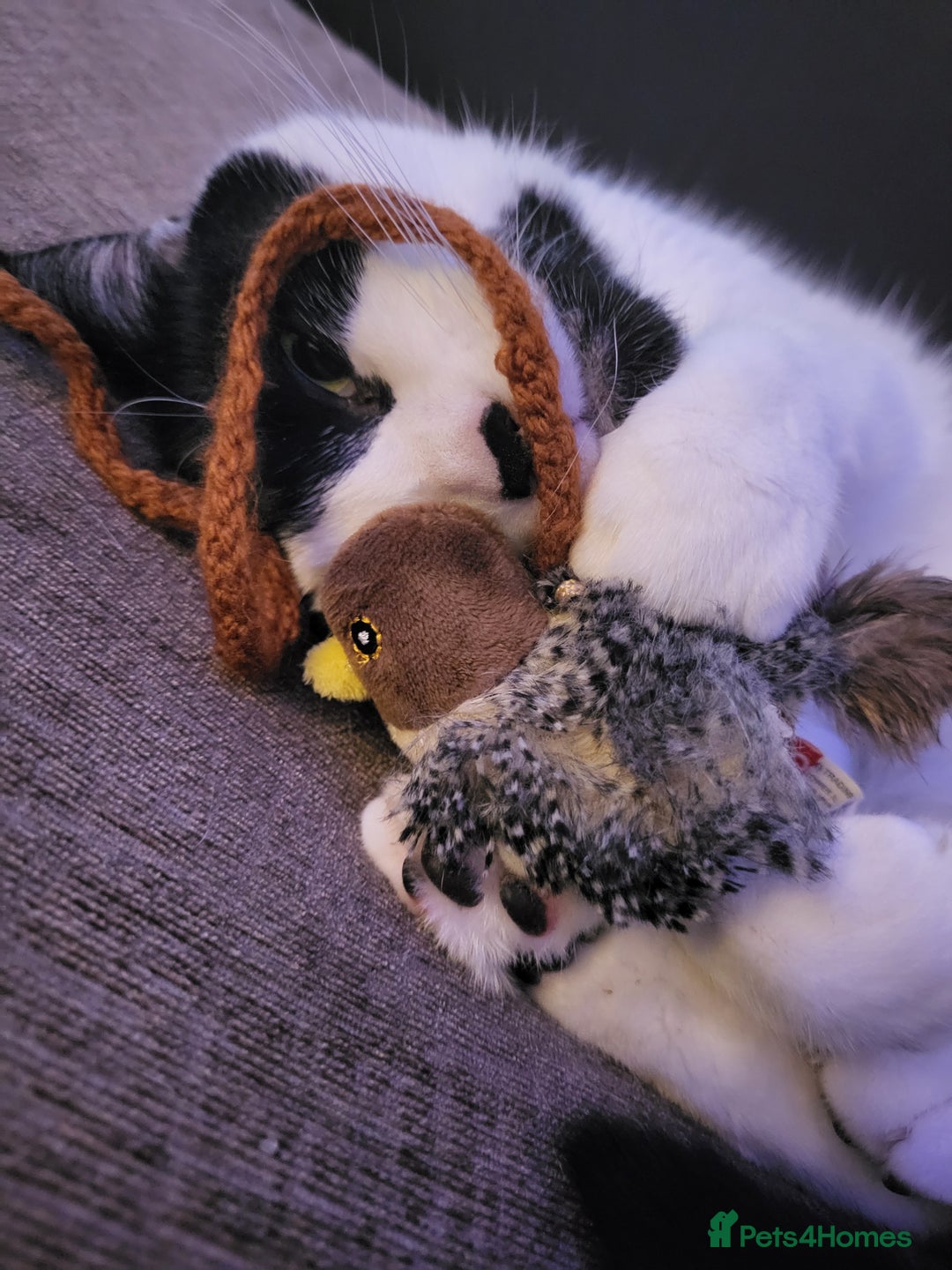 Domestic Shorthair cats for sale: Fluffy boy Oreo - Advert 9