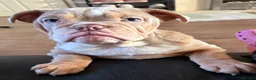 English Bulldog dogs for sale: my tilly is for sale  - Advert 1