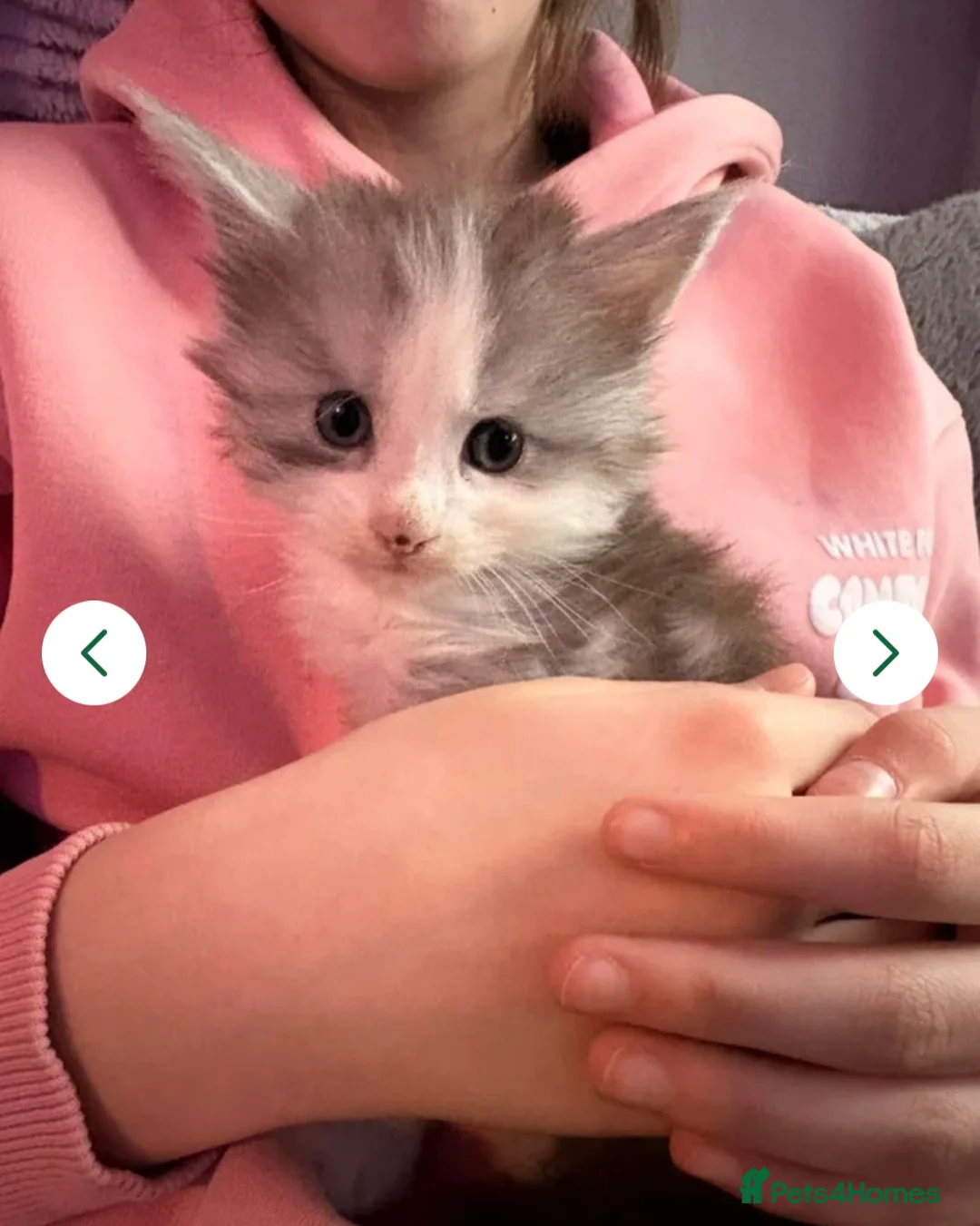 Maine Coon cats for sale: STUNNING MAINE COON BABIES  - Advert 2