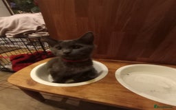 Maine Coon cats for sale: Maicoon  - Image 7