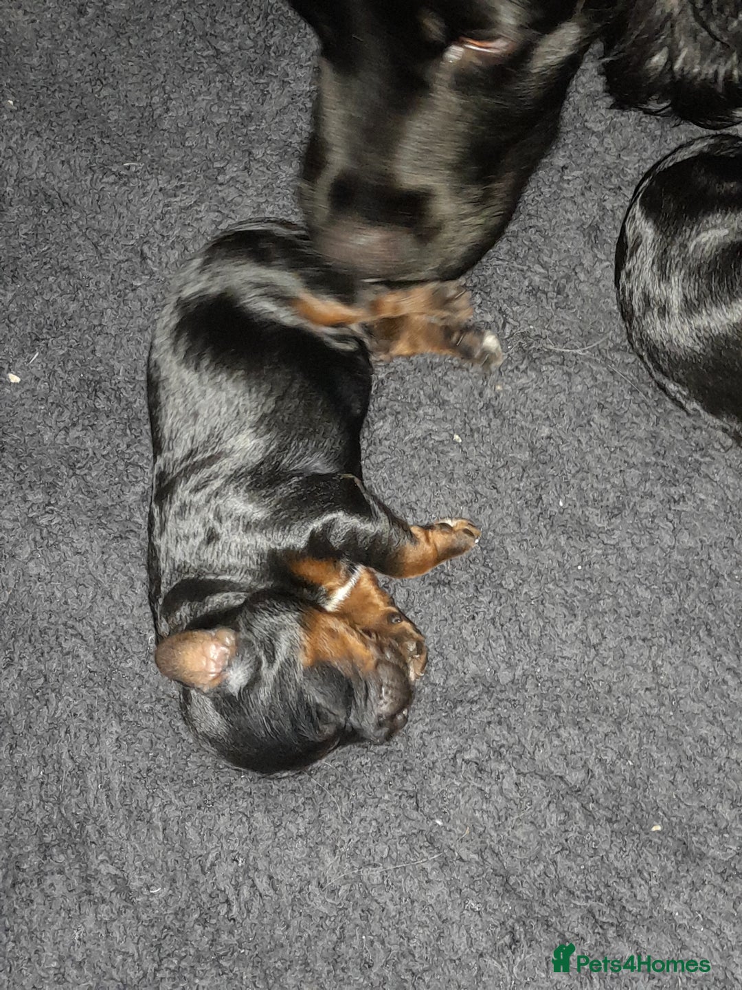 Cockapoo dogs for sale: F1 cockerpoo puppies - Image 6