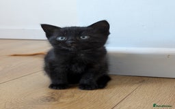 Ragdoll cats for sale: Ragdoll x tabby x British shorthair - Image 1