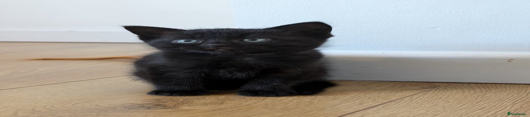 Ragdoll Kitten 2