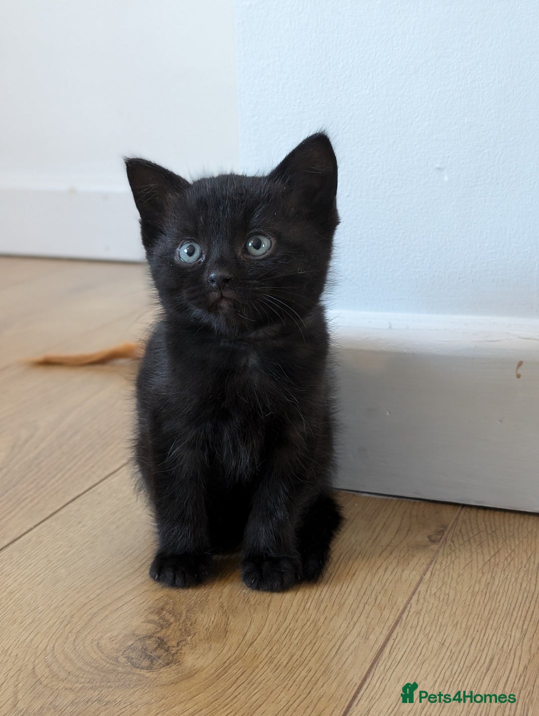 Ragdoll cats for sale: Ragdoll x tabby x British shorthair - Image 1