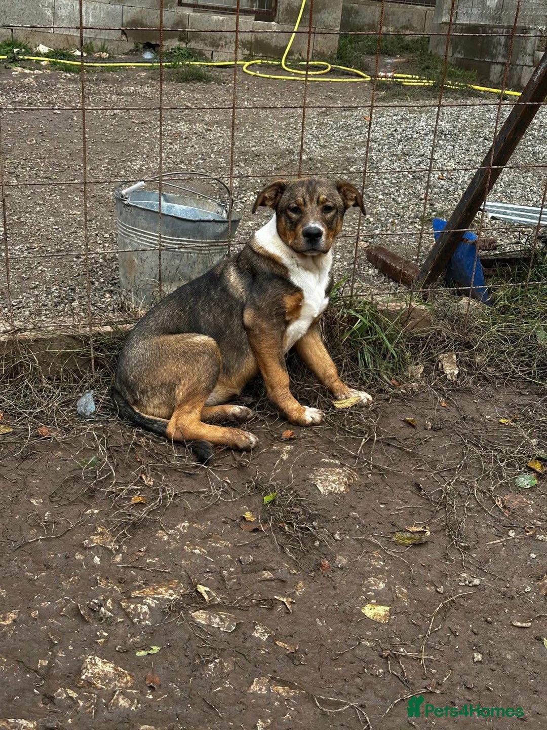 Mixed Breed dogs for adoption: Solstice is looking for a home - Advert 5