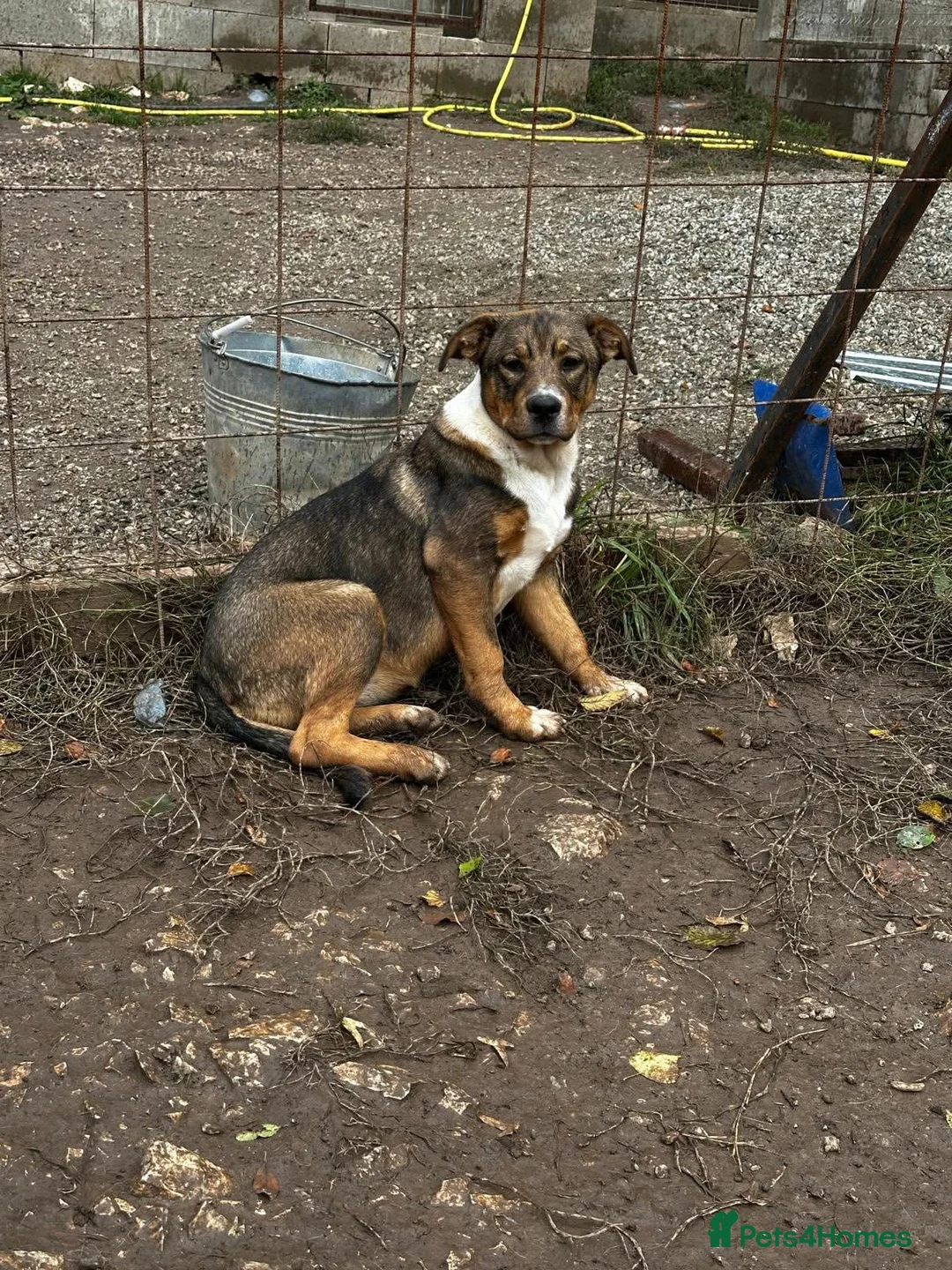 Mixed Breed dogs for adoption: Solstice is looking for a home - Advert 5